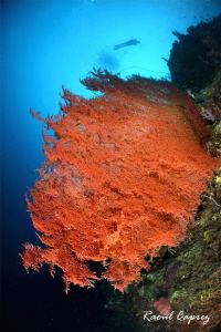 Red & Blue by Raoul Caprez 